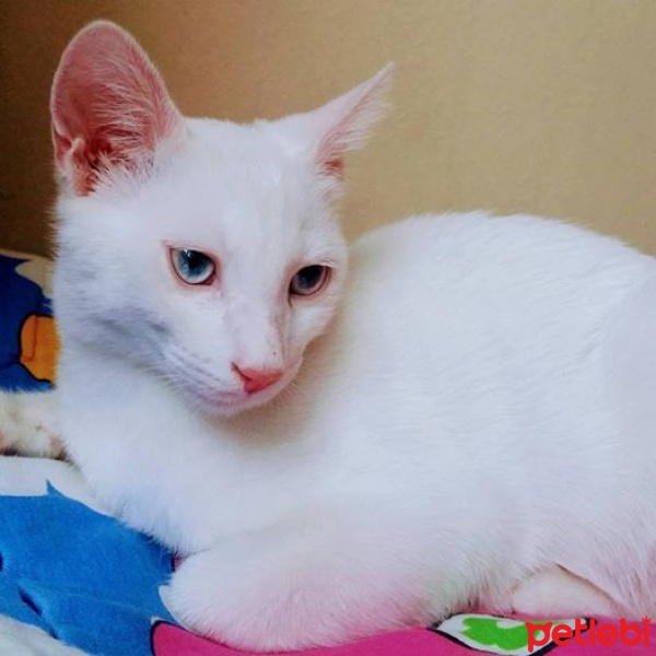 Van Kedisi, Kedi  beyaz fotoğrafı