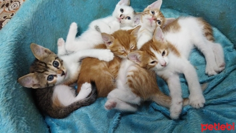 Sarman, Kedi  Minnoşlar fotoğrafı