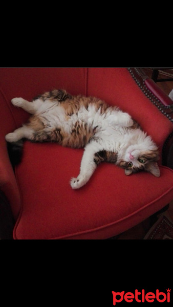 Tekir Kedi, Kedi  Kukla fotoğrafı