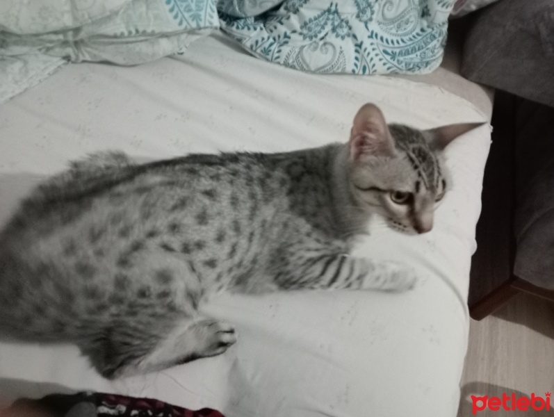 Tekir Kedi, Kedi  sümük fotoğrafı