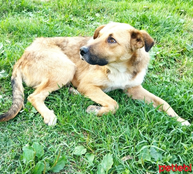 Kangal, Köpek  Badi fotoğrafı