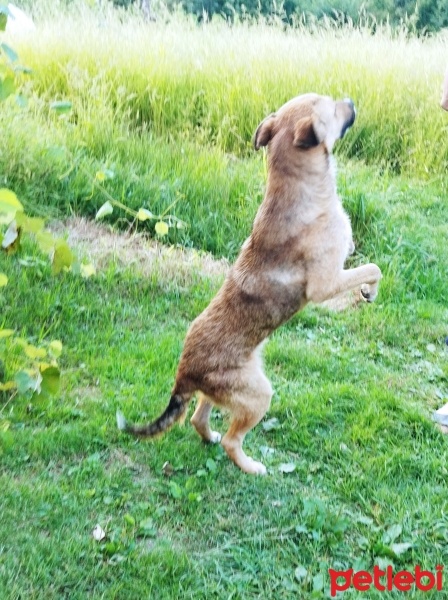 Kangal, Köpek  Badi fotoğrafı
