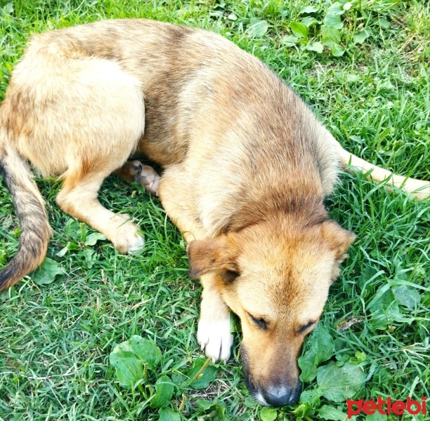 Kangal, Köpek  Badi fotoğrafı