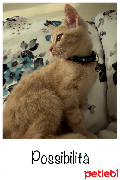 British Shorthair, Kedi  Şans fotoğrafı