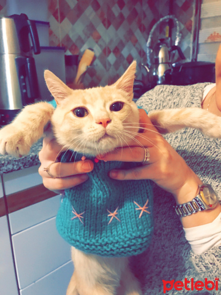 British Shorthair, Kedi  Şans fotoğrafı