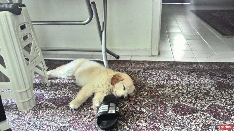 Golden Retriever, Köpek  ronnie fotoğrafı