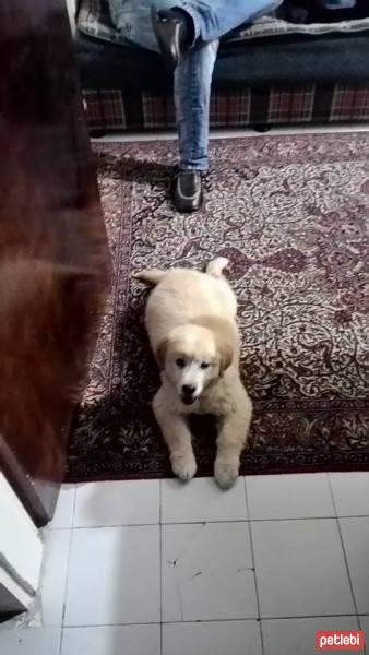 Golden Retriever, Köpek  ronnie fotoğrafı