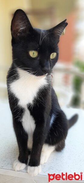 Tuxedo (Smokin) Kedi, Kedi  Smok fotoğrafı