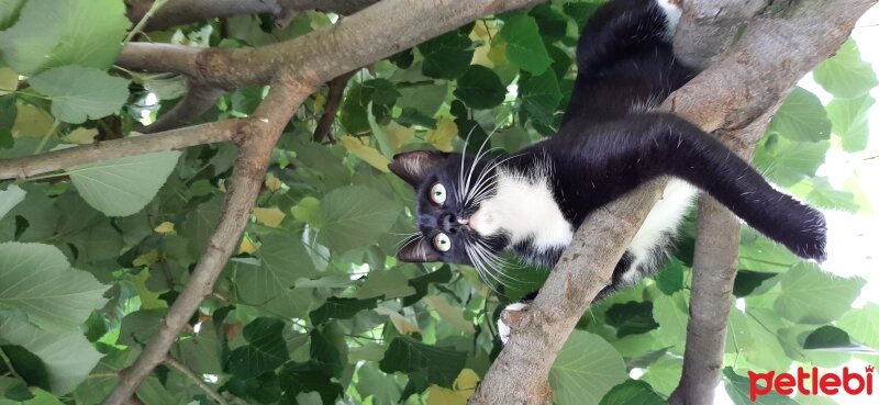 Tuxedo (Smokin) Kedi, Kedi  Smok fotoğrafı