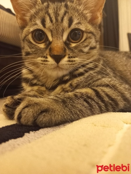 British Shorthair, Kedi  Mia fotoğrafı