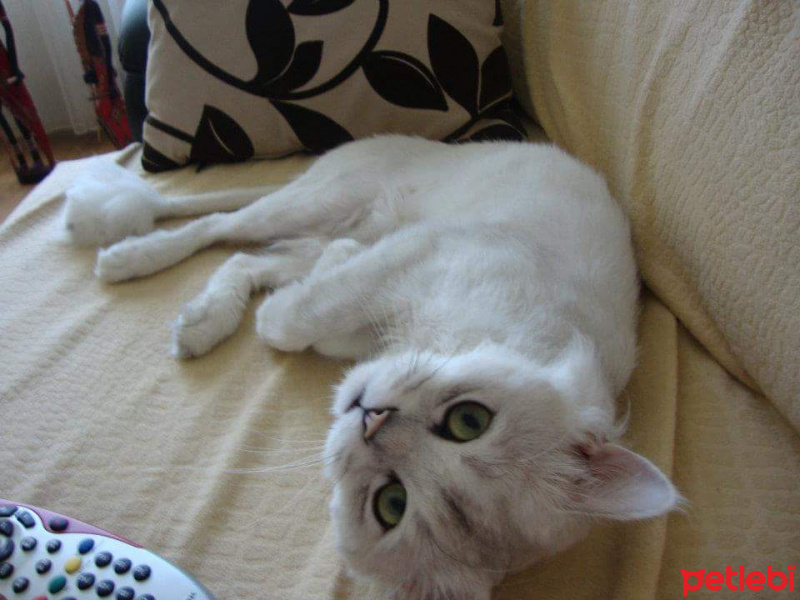 Chinchilla, Kedi  Misket fotoğrafı