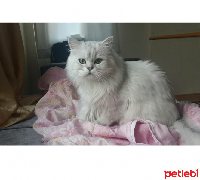 Chinchilla, Kedi  Misket fotoğrafı