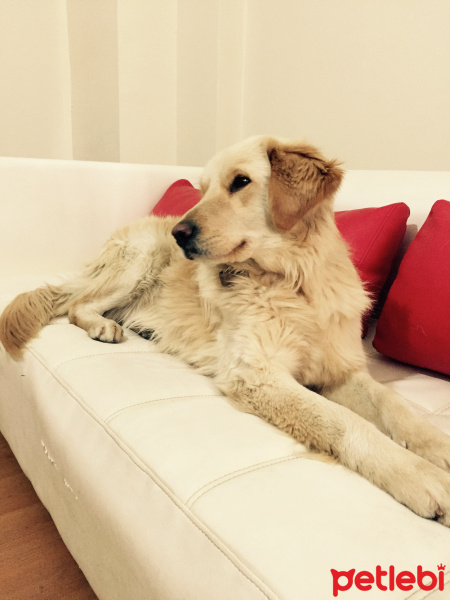 Golden Retriever, Köpek  SAM fotoğrafı