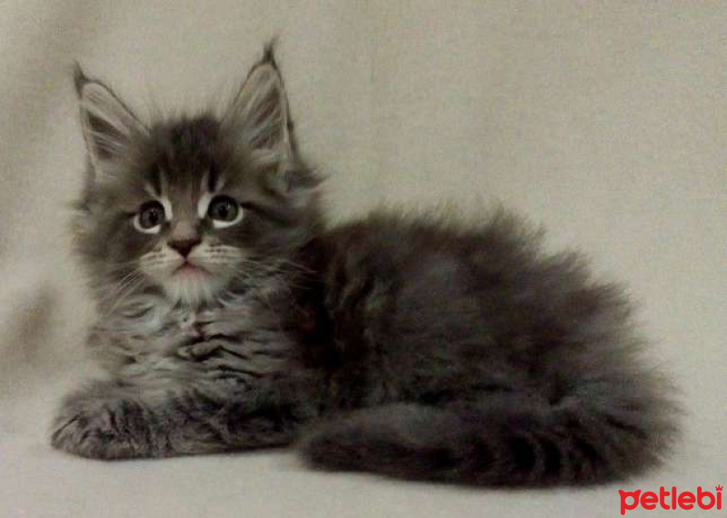 Maine Coon, Kedi  cins kediler fotoğrafı