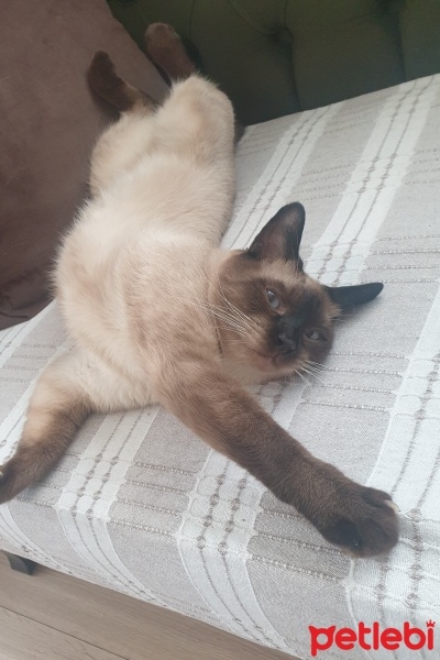 Siyam Kedisi, Kedi  Rakı fotoğrafı