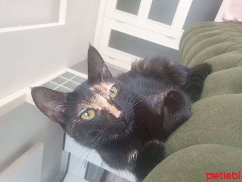 Tekir Kedi, Kedi  Cici fotoğrafı