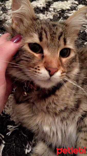 Tekir Kedi, Kedi  MİNİK fotoğrafı