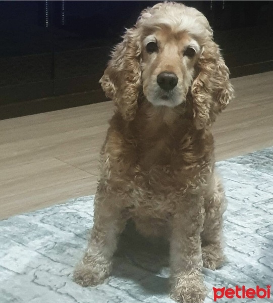 Amerikan Cocker Spaniel, Köpek  Geisha fotoğrafı