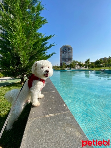 Maltese, Köpek  Elmo fotoğrafı