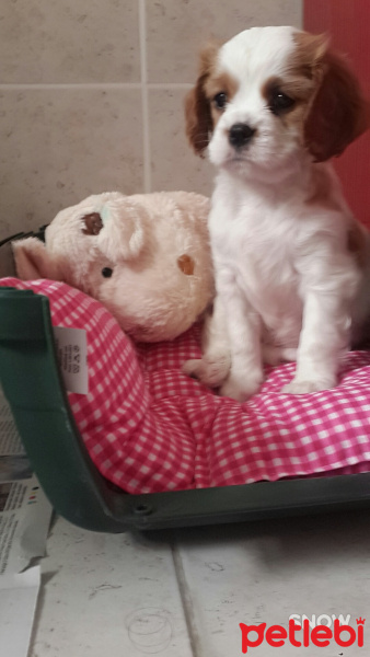 King Charles Spaniel, Köpek  Lilia fotoğrafı