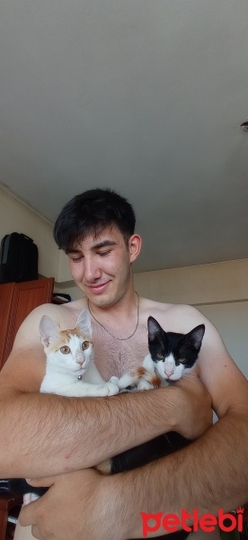 Tekir Kedi, Kedi  Latte fotoğrafı