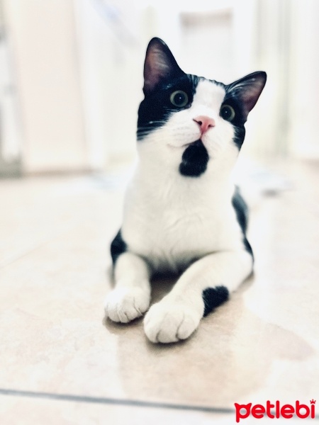 Tekir Kedi, Kedi  Şanslı fotoğrafı