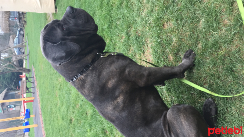 Cane Corso Italiano, Köpek  Gölge fotoğrafı