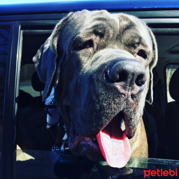 Cane Corso Italiano, Köpek  Gölge fotoğrafı