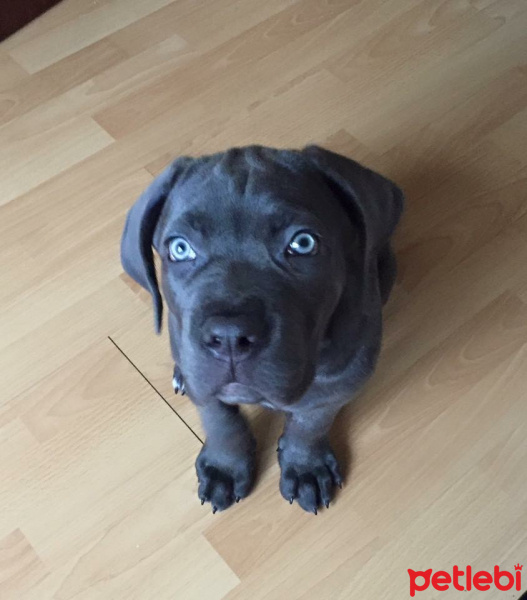 Cane Corso Italiano, Köpek  Gölge fotoğrafı