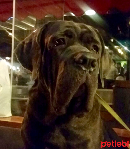 Cane Corso Italiano, Köpek  Gölge fotoğrafı