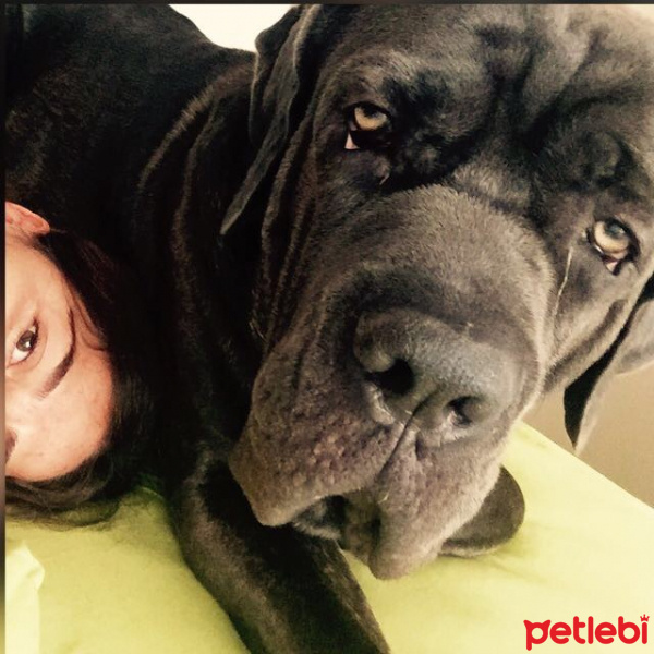 Cane Corso Italiano, Köpek  Gölge fotoğrafı