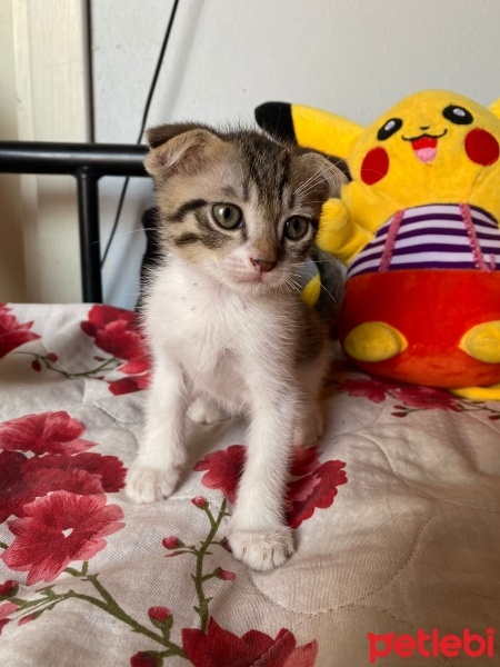 Scottish Fold, Kedi  Scottish Fold Yavrular fotoğrafı