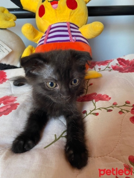 Scottish Fold, Kedi  Scottish Fold Yavrular fotoğrafı