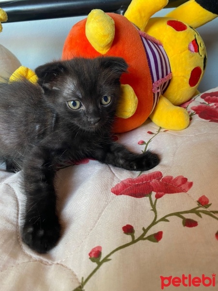 Scottish Fold, Kedi  Scottish Fold Yavrular fotoğrafı