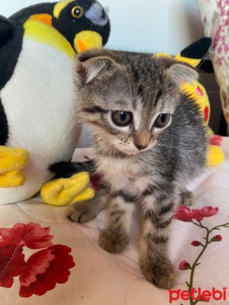 Scottish Fold, Kedi  Scottish Fold Yavrular fotoğrafı