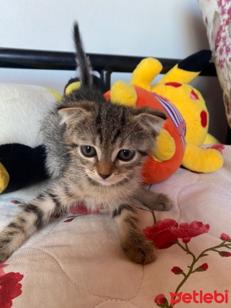 Scottish Fold, Kedi  Scottish Fold Yavrular fotoğrafı