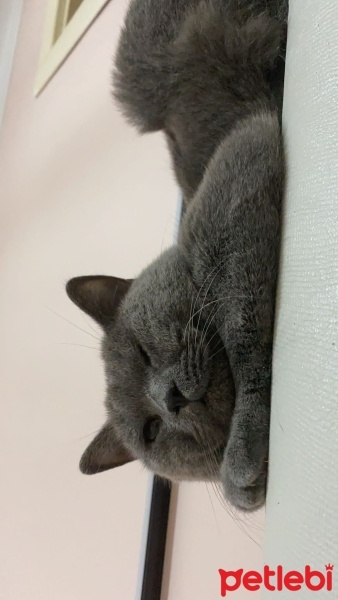 British Shorthair, Kedi  Aggie fotoğrafı