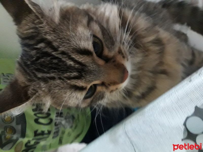 Tekir Kedi, Kedi  Bal fotoğrafı