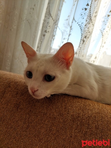Van Kedisi, Kedi  Marshmalow fotoğrafı
