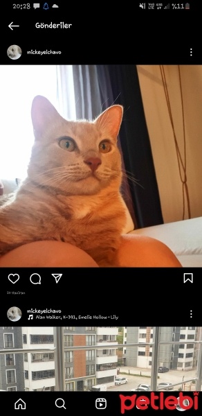 Sarman, Kedi  mickey fotoğrafı