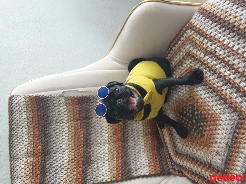 Pug, Köpek  sirius fotoğrafı