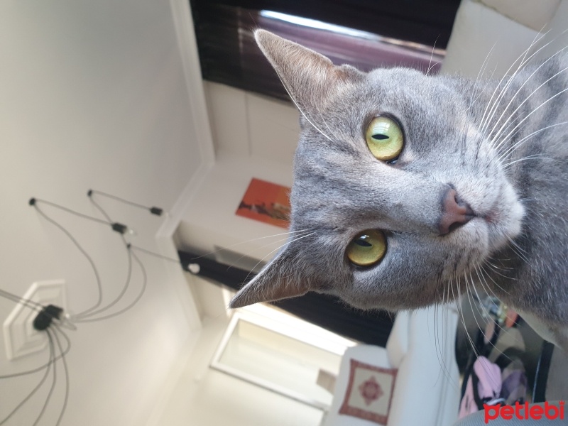 Mavi Rus, Kedi  fox fotoğrafı