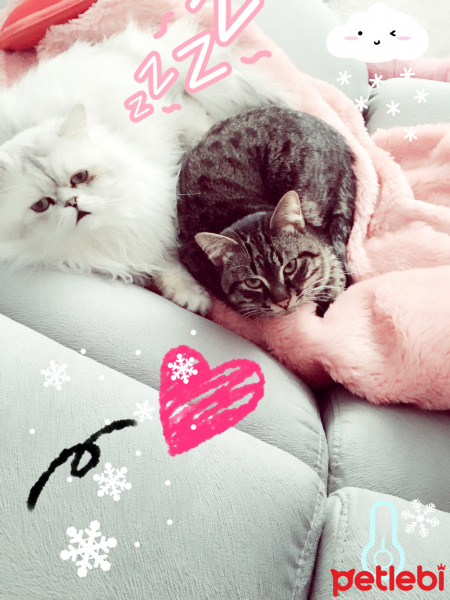 Chinchilla, Kedi  Minnoş & joker fotoğrafı