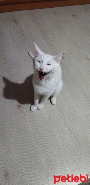 Ankara Kedisi, Kedi  Hera fotoğrafı