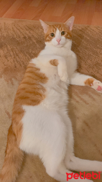 Tekir Kedi, Kedi  Pati fotoğrafı