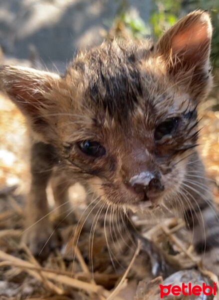 Tekir Kedi, Kedi  Paşa fotoğrafı