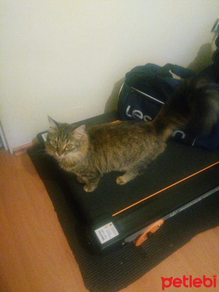Tekir Kedi, Kedi  Zeytin fotoğrafı