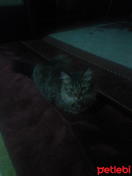 Tekir Kedi, Kedi  Zeytin fotoğrafı
