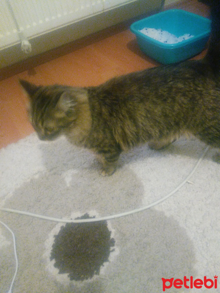 Tekir Kedi, Kedi  Zeytin fotoğrafı