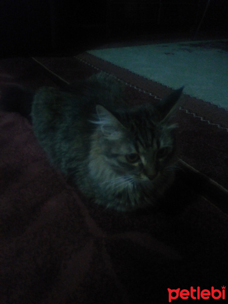 Tekir Kedi, Kedi  Zeytin fotoğrafı